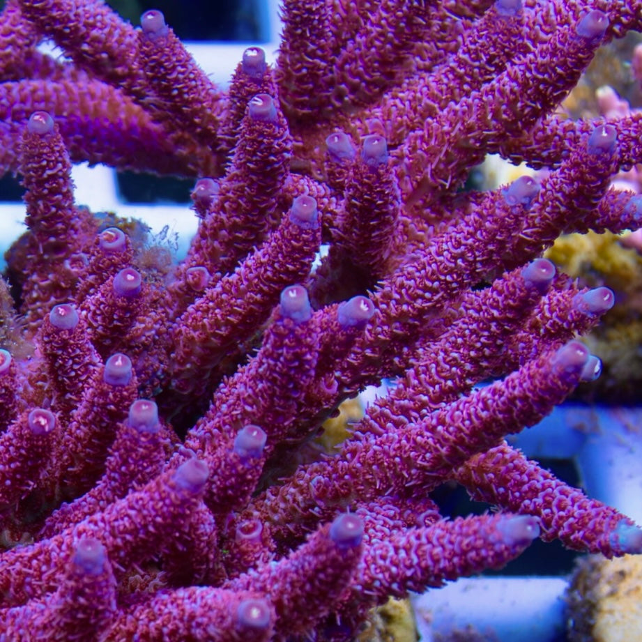 WWC Wildberry Mili - Cut to Order Frag