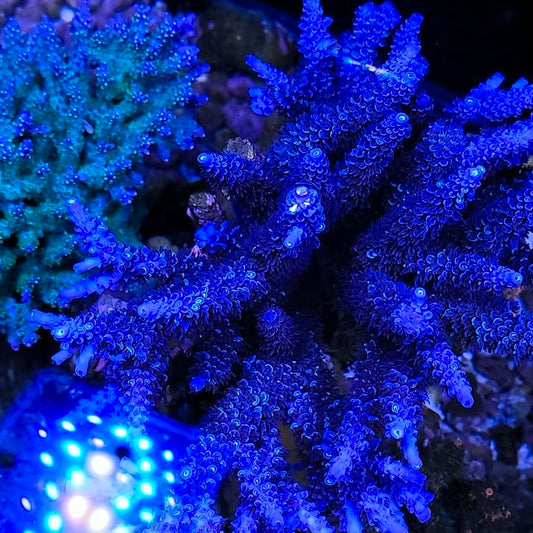 RUTR Blue Mili - Cut to Order Frag
