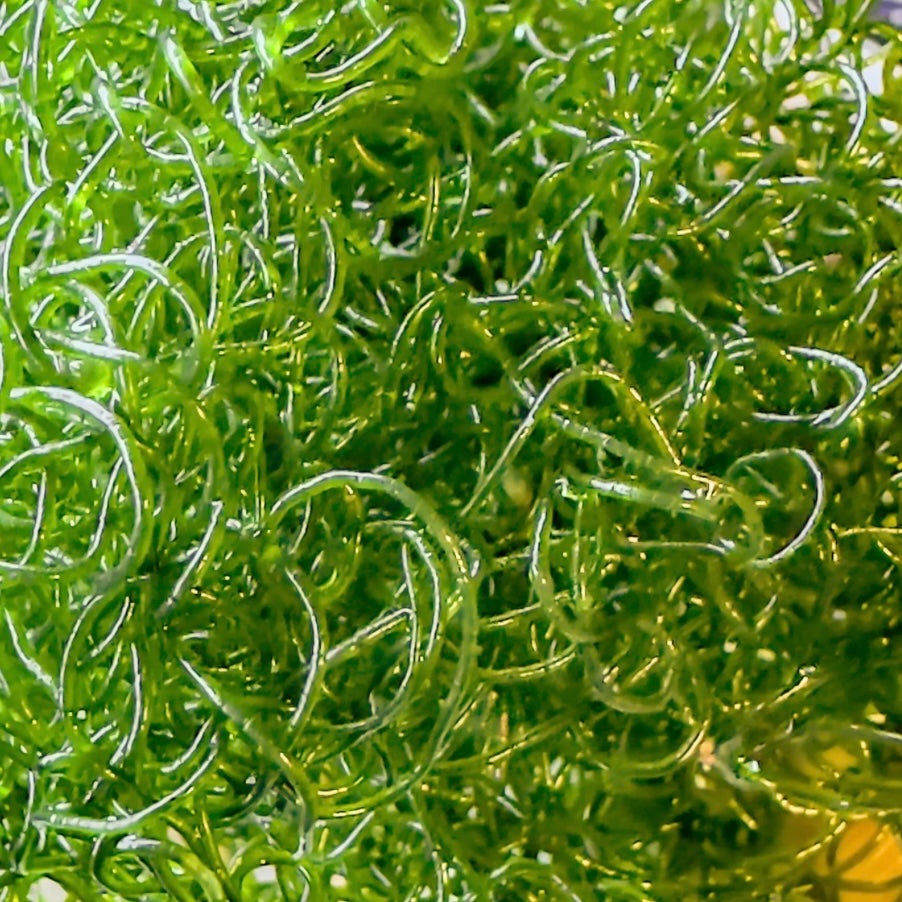 Chaetomorpha Macroalgae