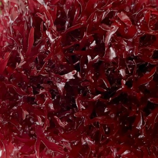 Red Pom Pom Gracilaria Macroalgae