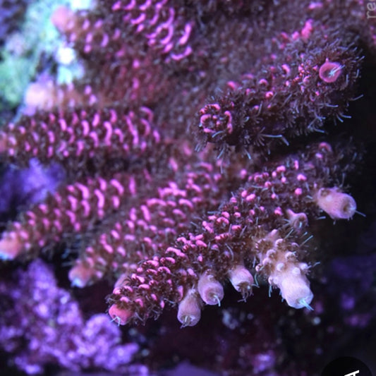 WWC Wildberry Mili - Cut to Order Frag