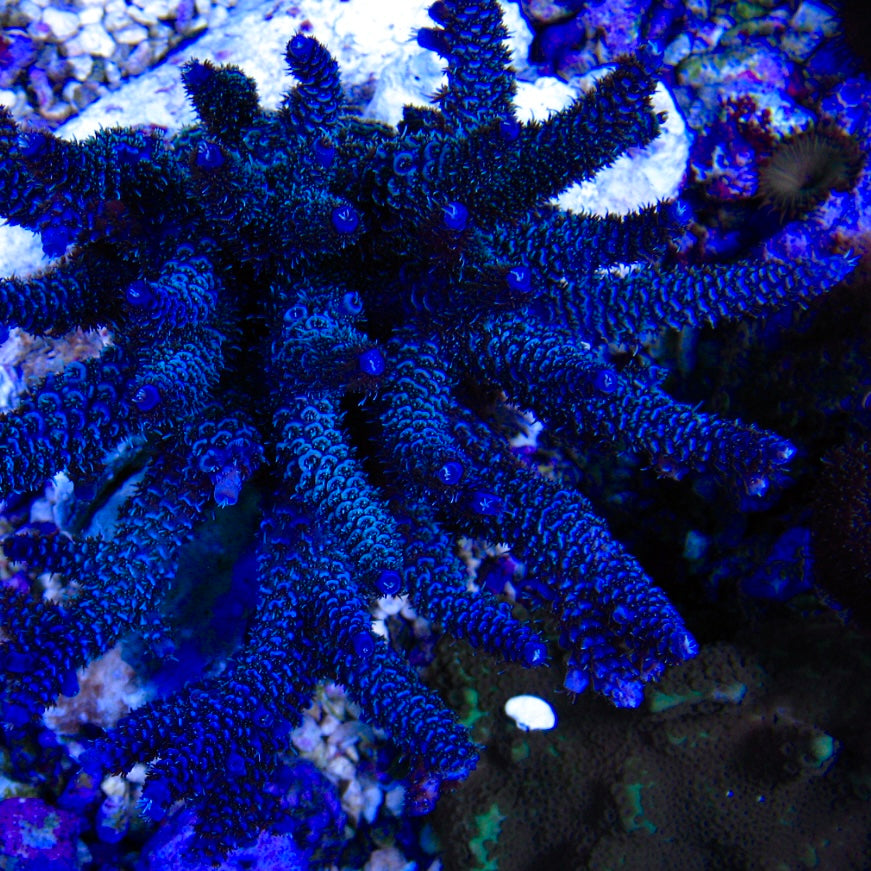RUTR Blue Mili - Cut to Order Frag
