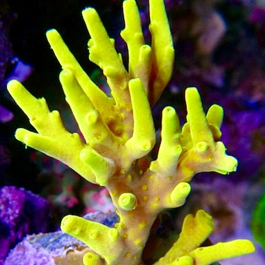 Yellow Carolina Acro - Cut to Order Frag