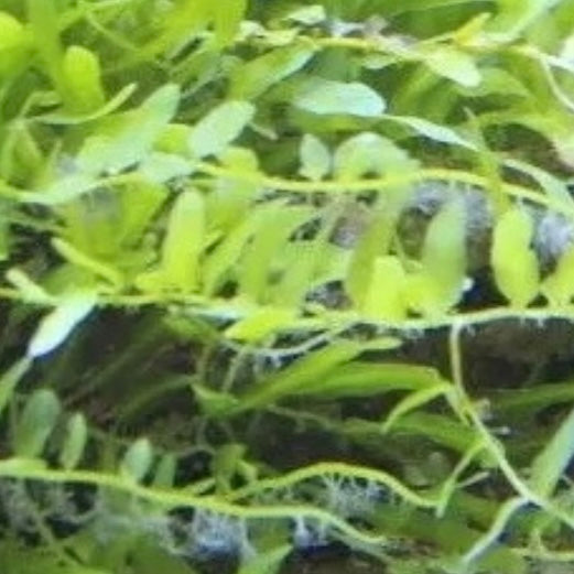 Caulerpa brachypus Macroalgae
