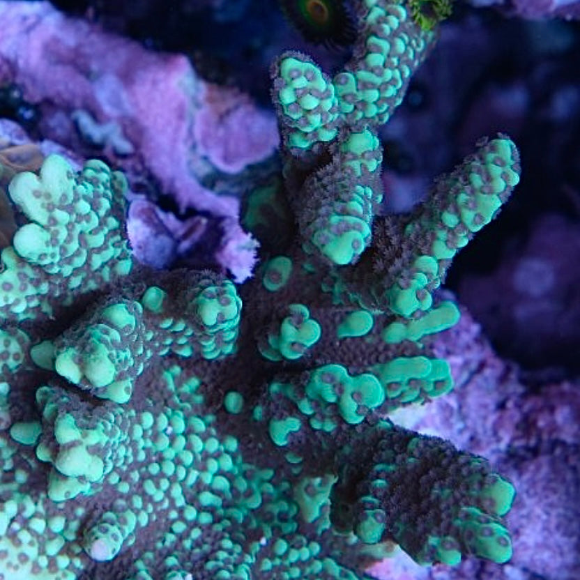 Appleberry Monti - Cut to Order Frag