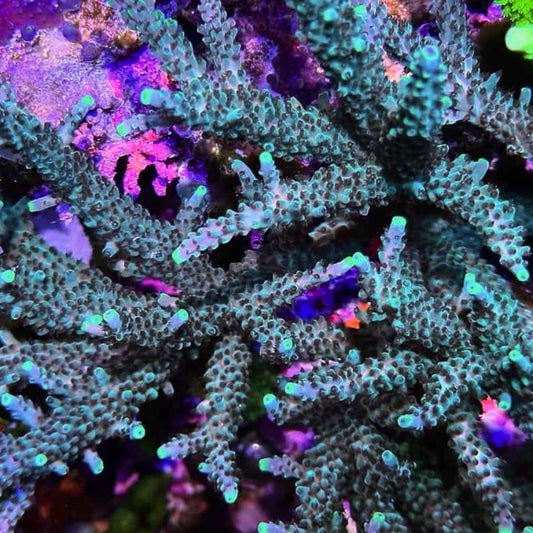 Calacali Blue Stag Acro