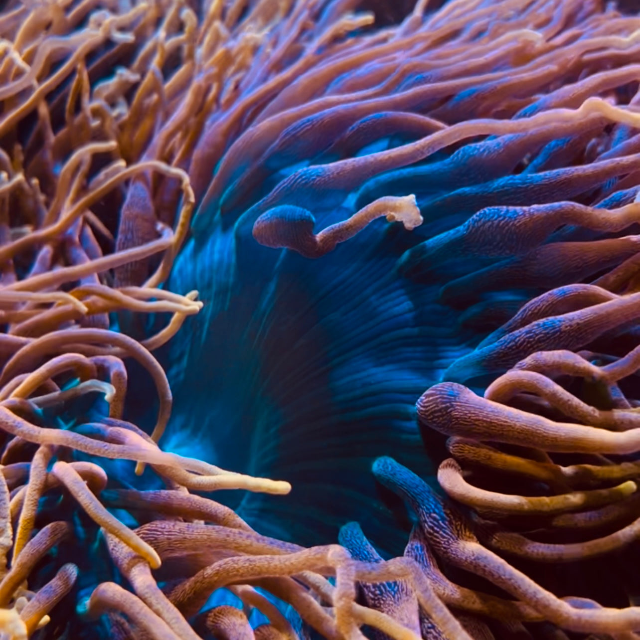 Colorado Sunburst BTA