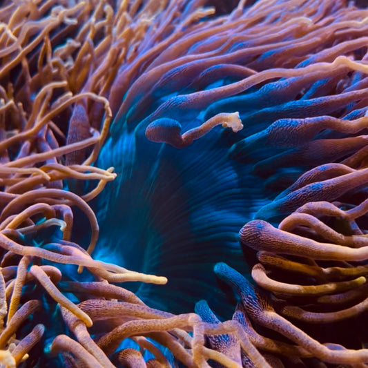 Colorado Sunburst BTA