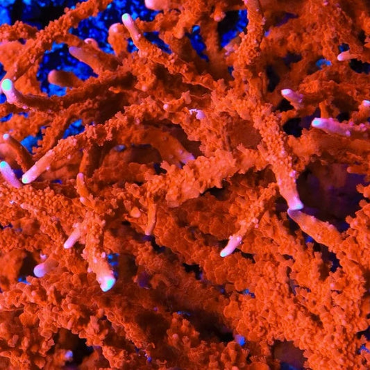 Red Elkhorn Monti (Manila Spy) - Cut to Order Frag