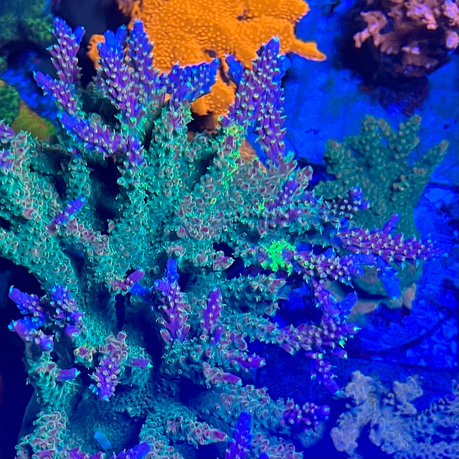 Acro Fish CC Grafted Banana Hammock Acro - Cut to Order Frag – ReefUnderTheRoof