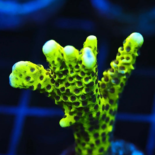 WWC Slimeball Anacro