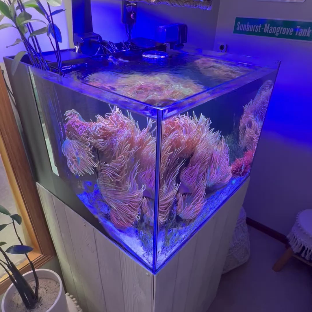 Professional Aquarium Management Services – ReefUnderTheRoof