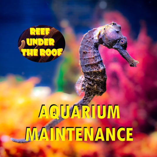 Aquarium Maintenance