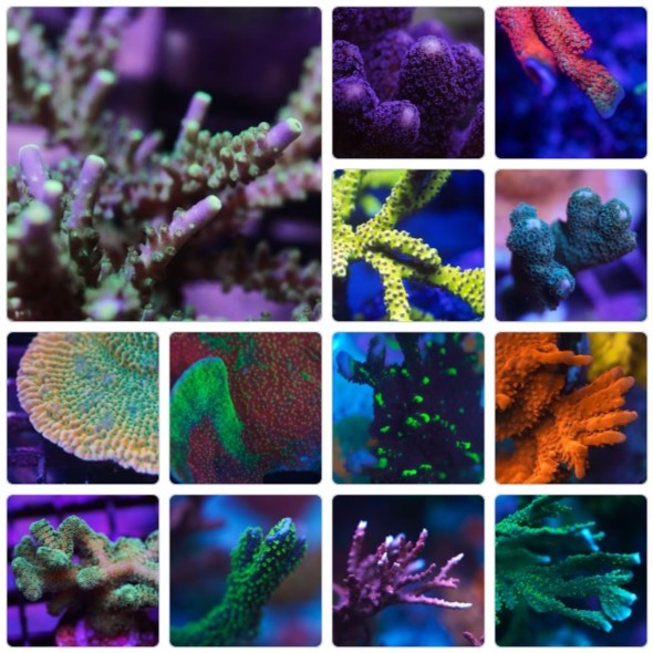 10 Piece SPS Frag Pack (Free Shipping) - Cut to Order