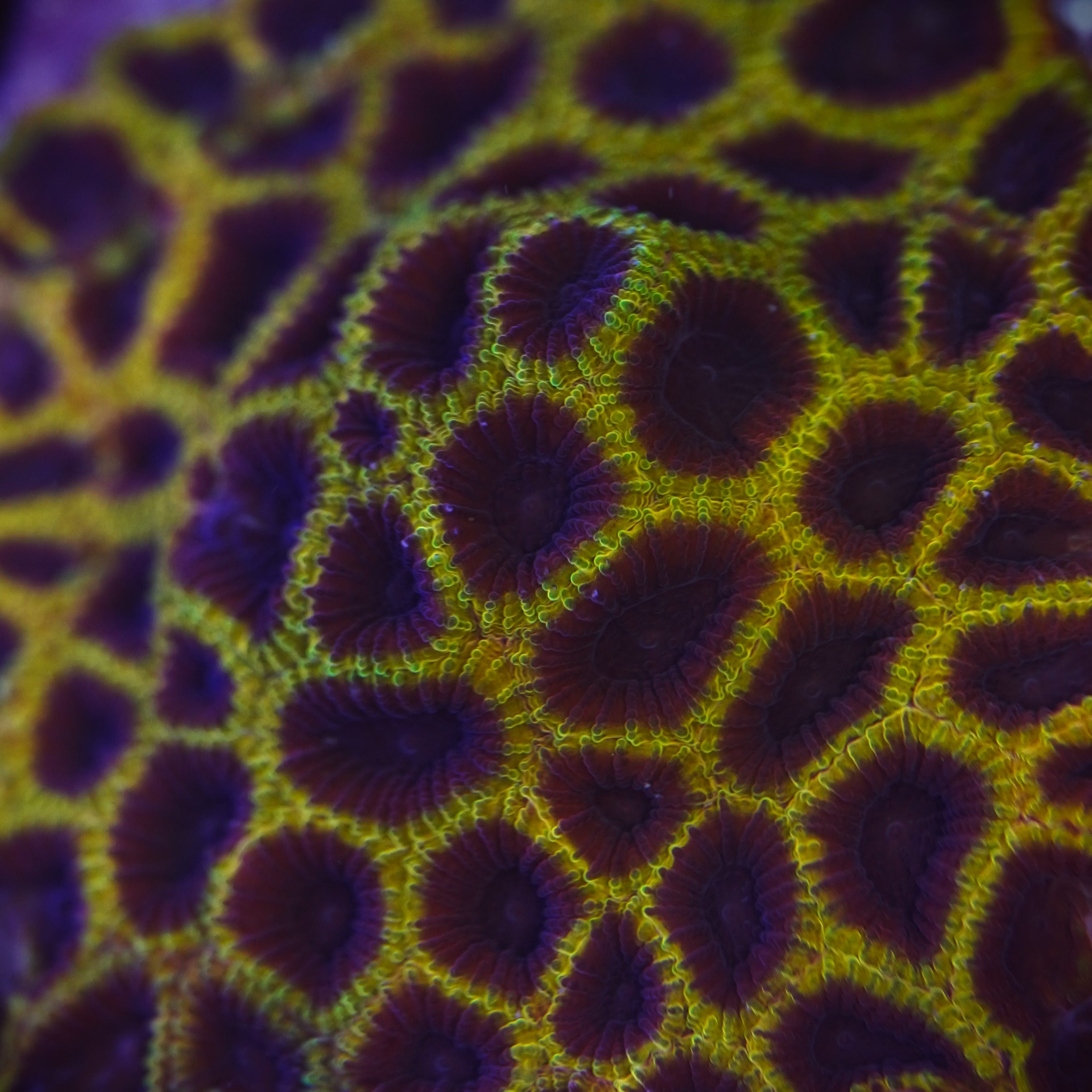 TSA Wolverine Favia - Cut to Order Frag – ReefUnderTheRoof