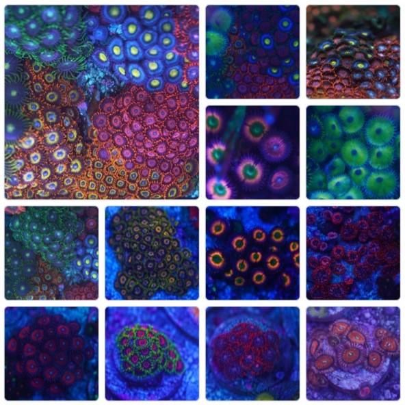 10 Piece Zoa Frag Pack (Free Shipping) - Cut to Order